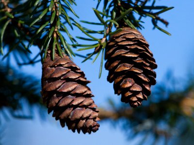 Picea omorica 'Pendula' - smrk omorika - šiška3